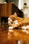 橘猫惬意趴地板