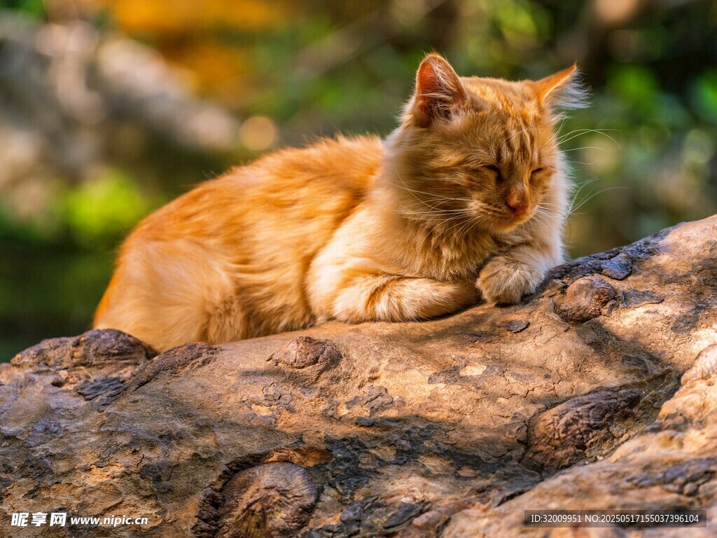 橘猫惬意趴卧在岩石上
