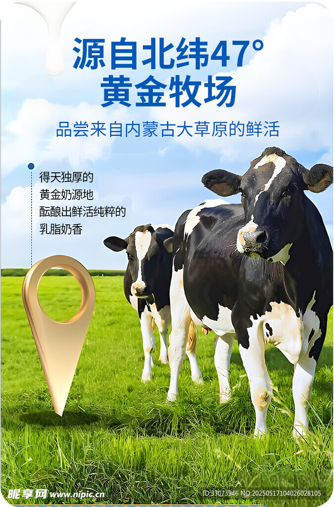 北纬黄金牧场奶牛图