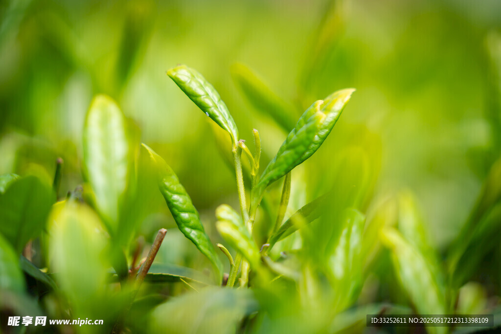 绿叶 新茶