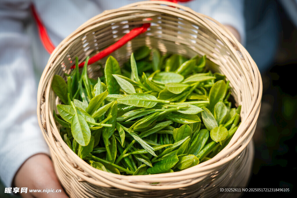 竹篮中的鲜嫩茶叶