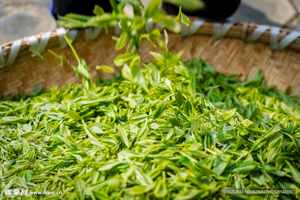 新鲜茶叶采摘入筐瞬间