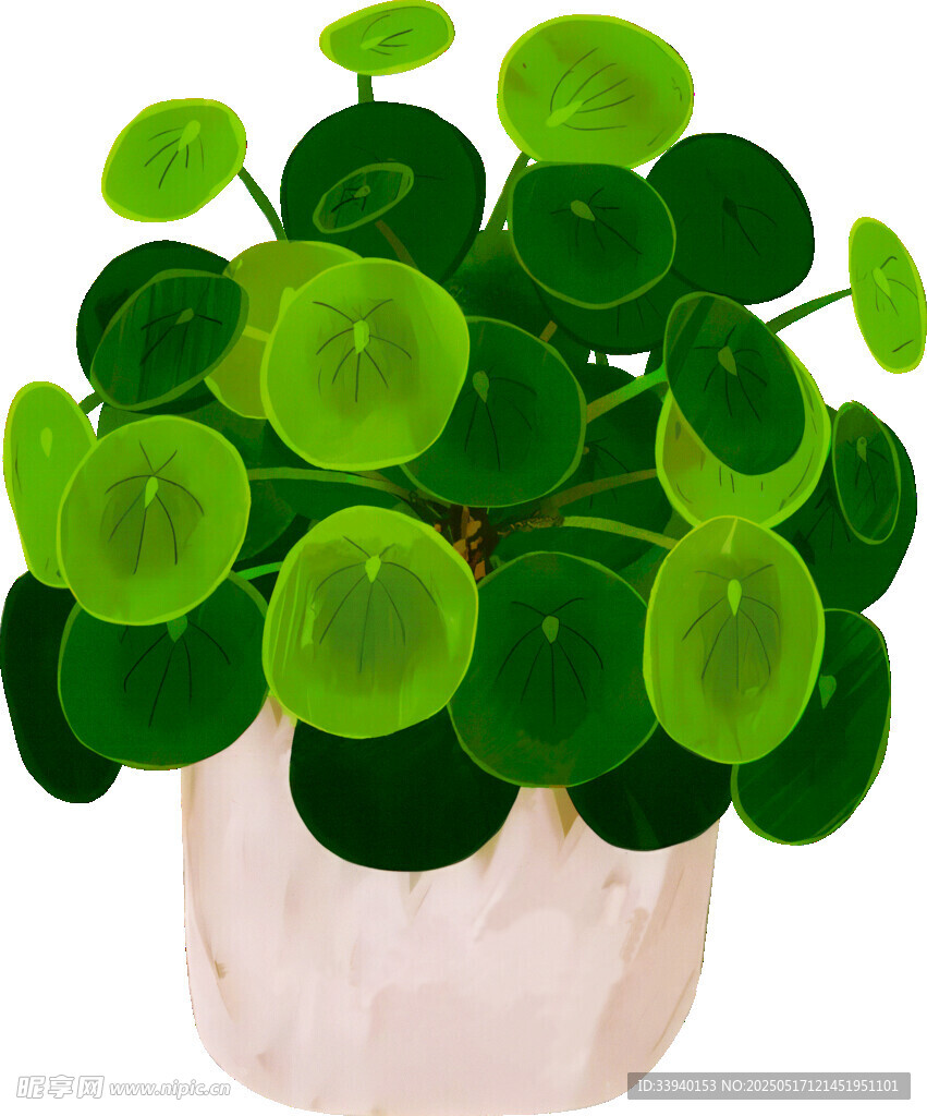 盆栽绿植铜钱草清新画面