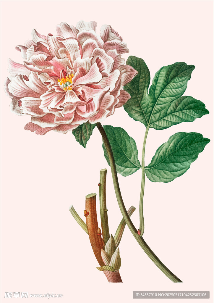 手绘复古牡丹插画