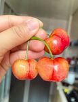红樱桃