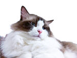 实拍可爱布偶猫慵懒姿态抠图