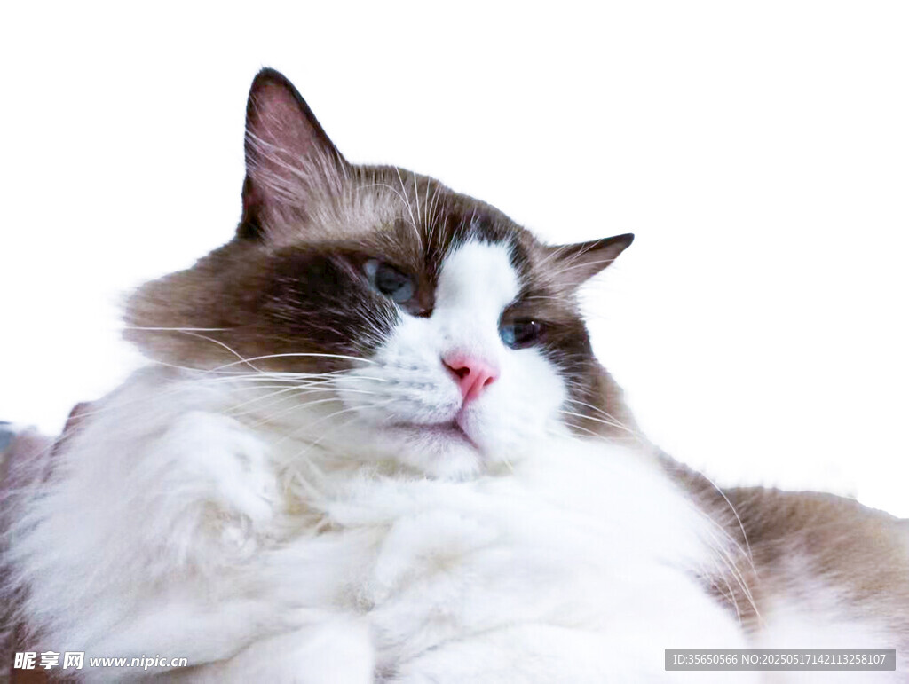 实拍可爱布偶猫慵懒姿态抠图