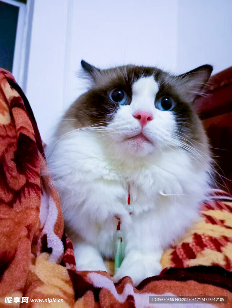 可爱布偶猫惬意躺卧