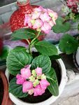 盆栽绣球花绽放美丽
