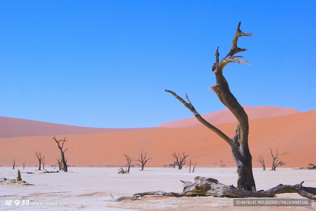 沙漠枯树景观