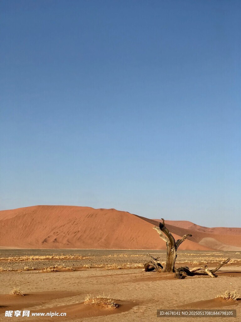 沙漠孤树景观