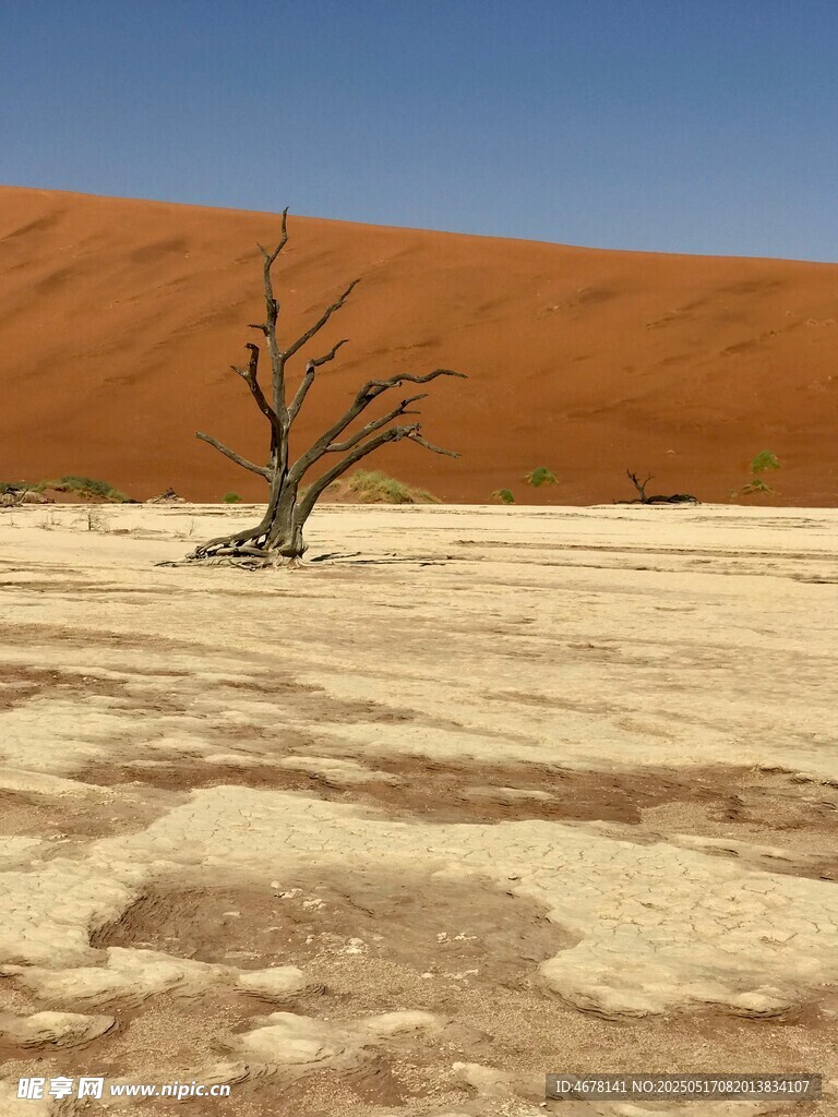 沙漠枯树景观