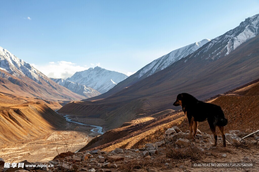 高山边的孤犬
