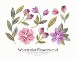 水彩花卉图案集合
