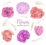 水彩花卉插画素材