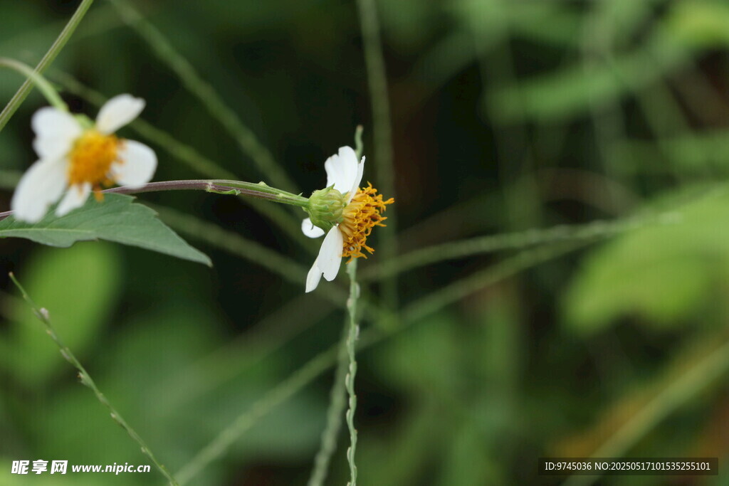 花