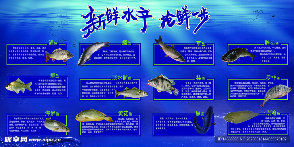 多彩海洋鱼类展示