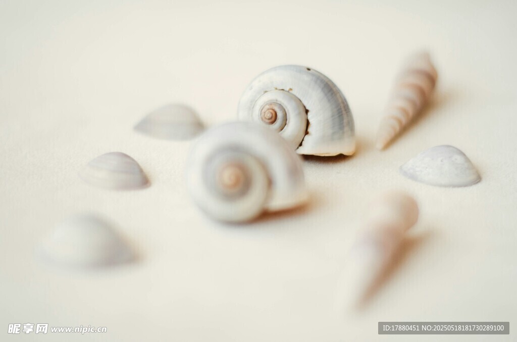 海螺