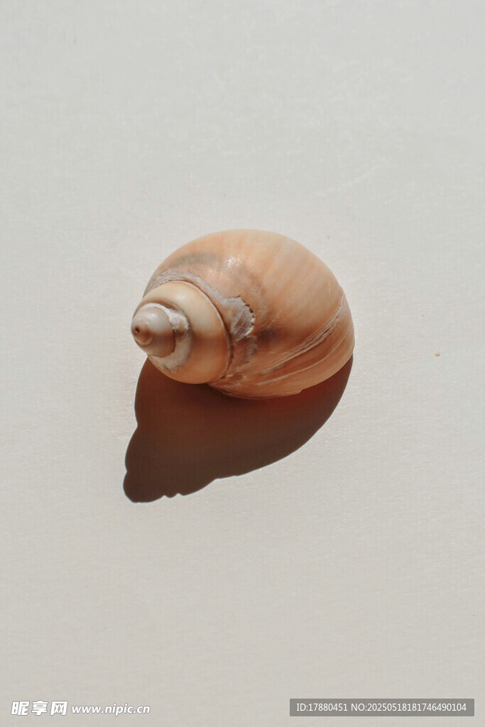 海螺