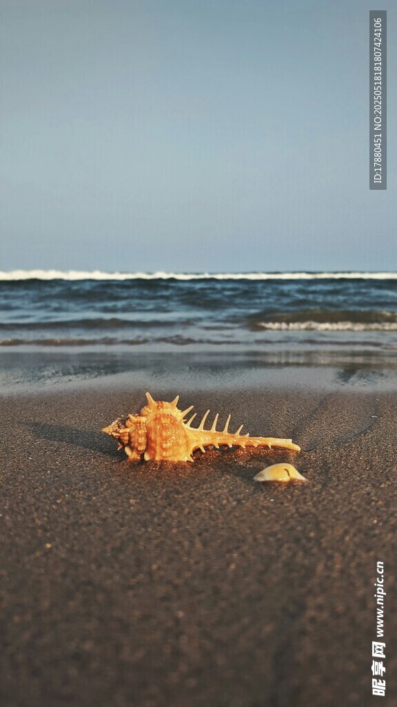 海螺
