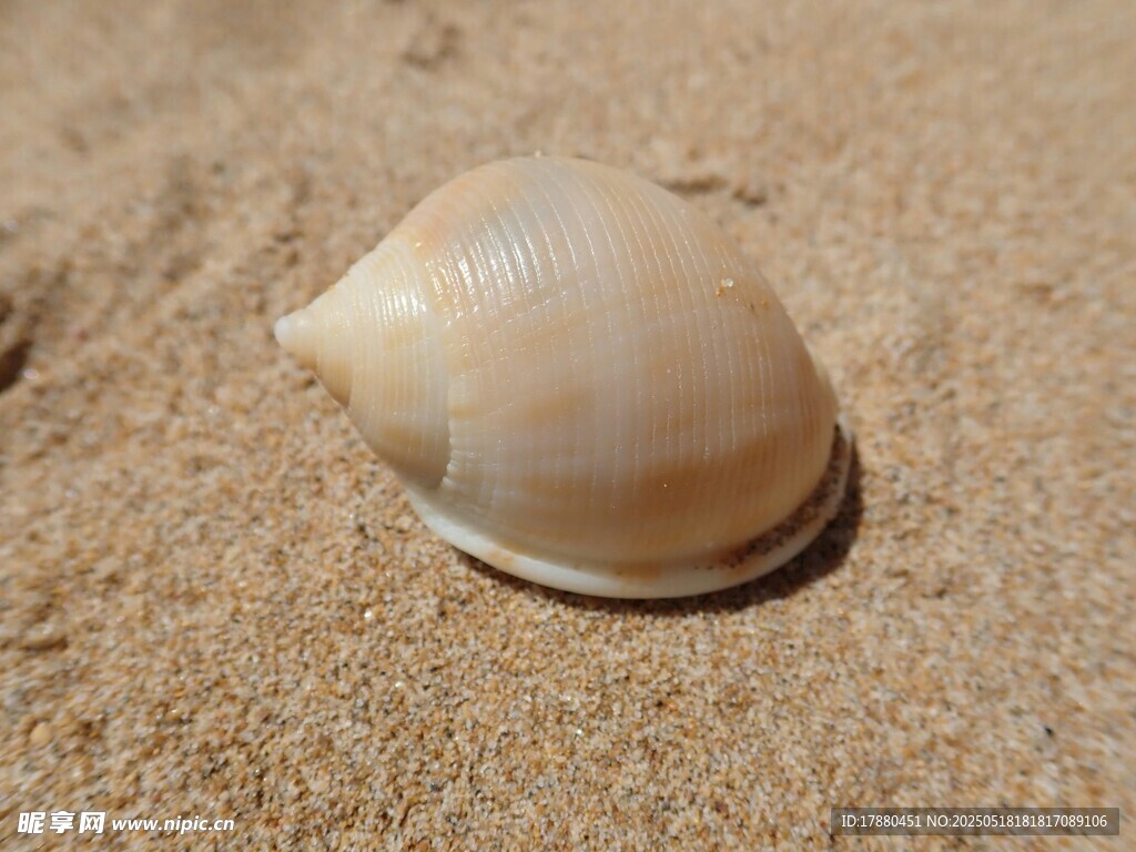 贝壳