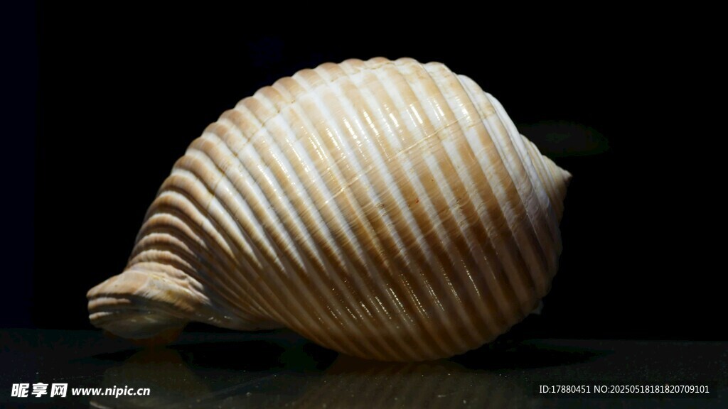 贝壳