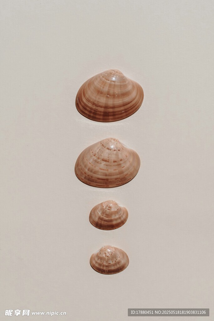 贝壳