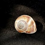 海螺