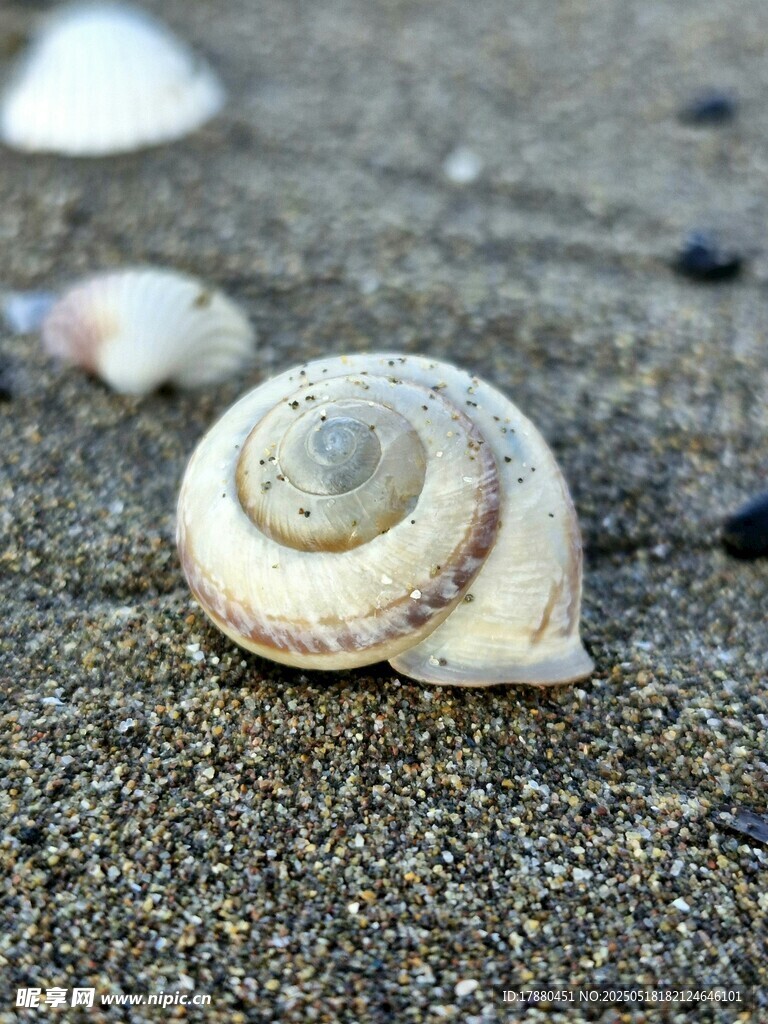 贝壳