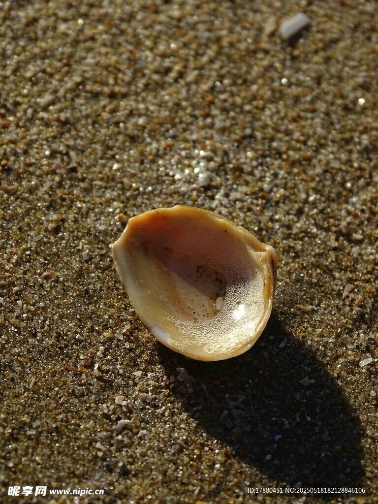 贝壳