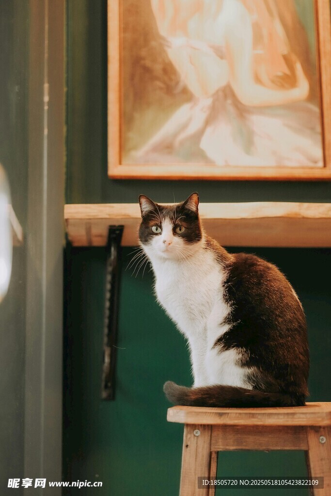 凳子上的猫咪
