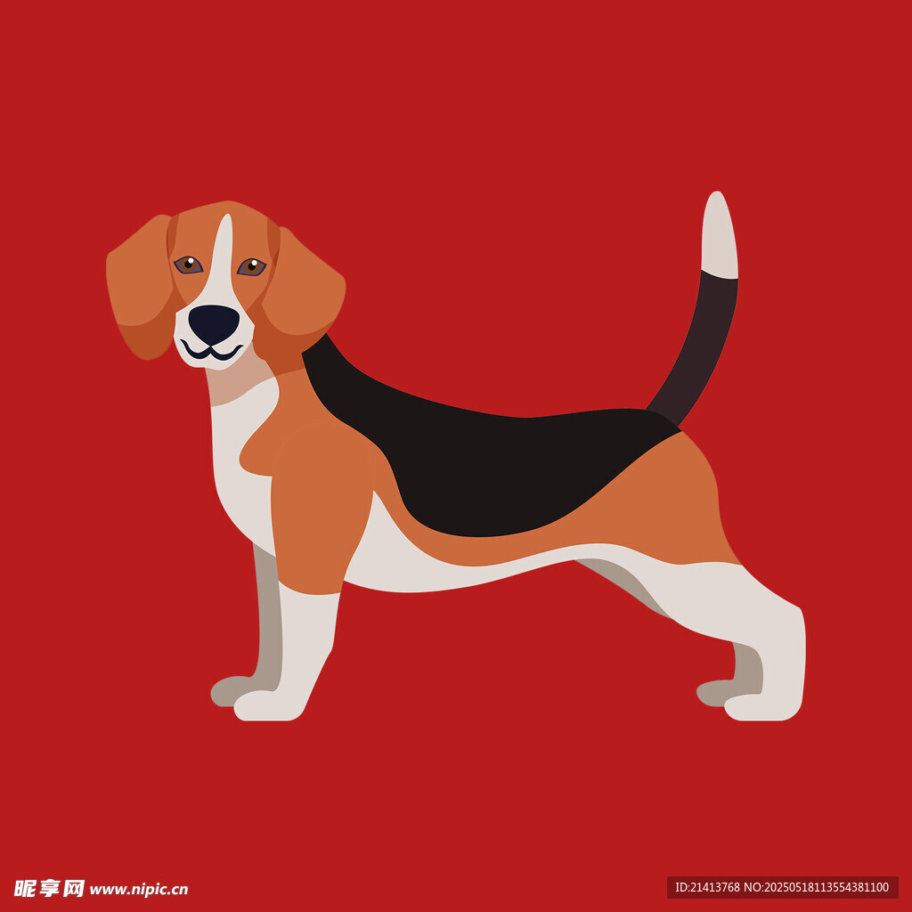 站立的三色小猎犬
