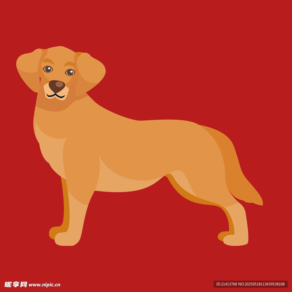 站立的黄色拉布拉多犬