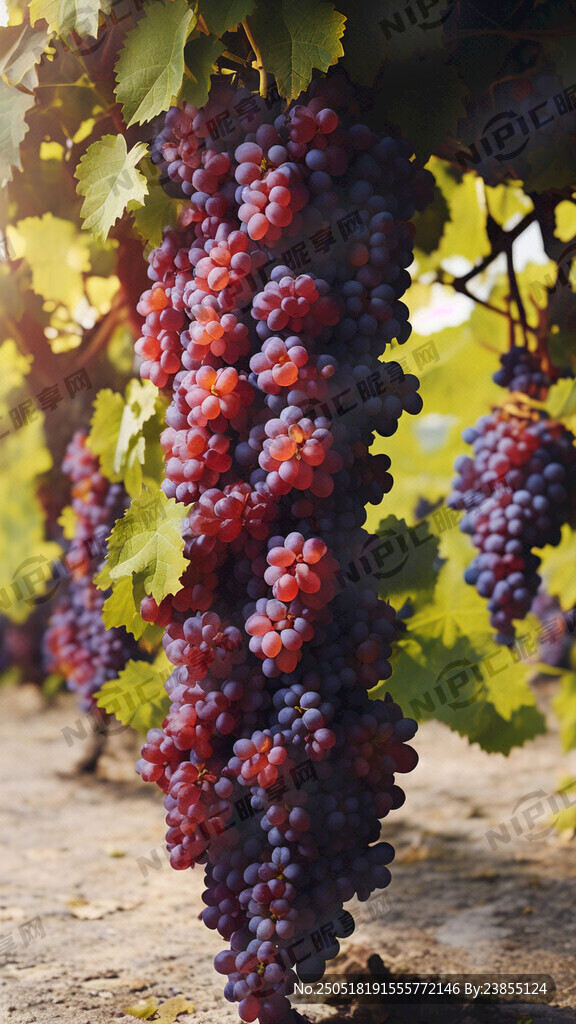 以酿酒葡萄为元素