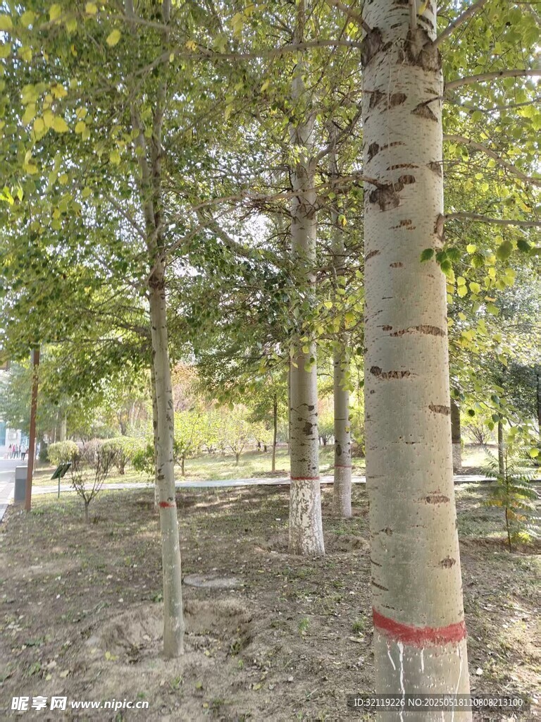 树