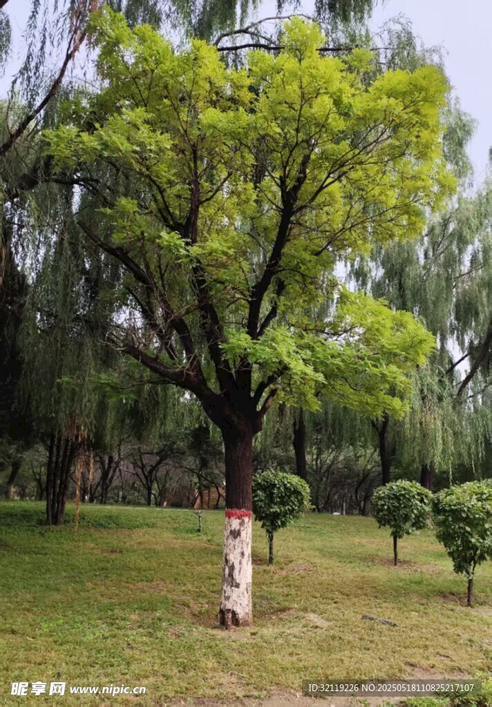 树