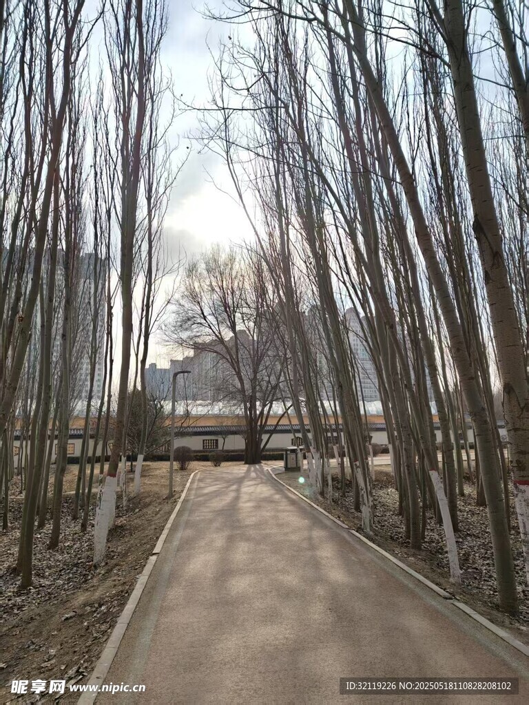 路 树木