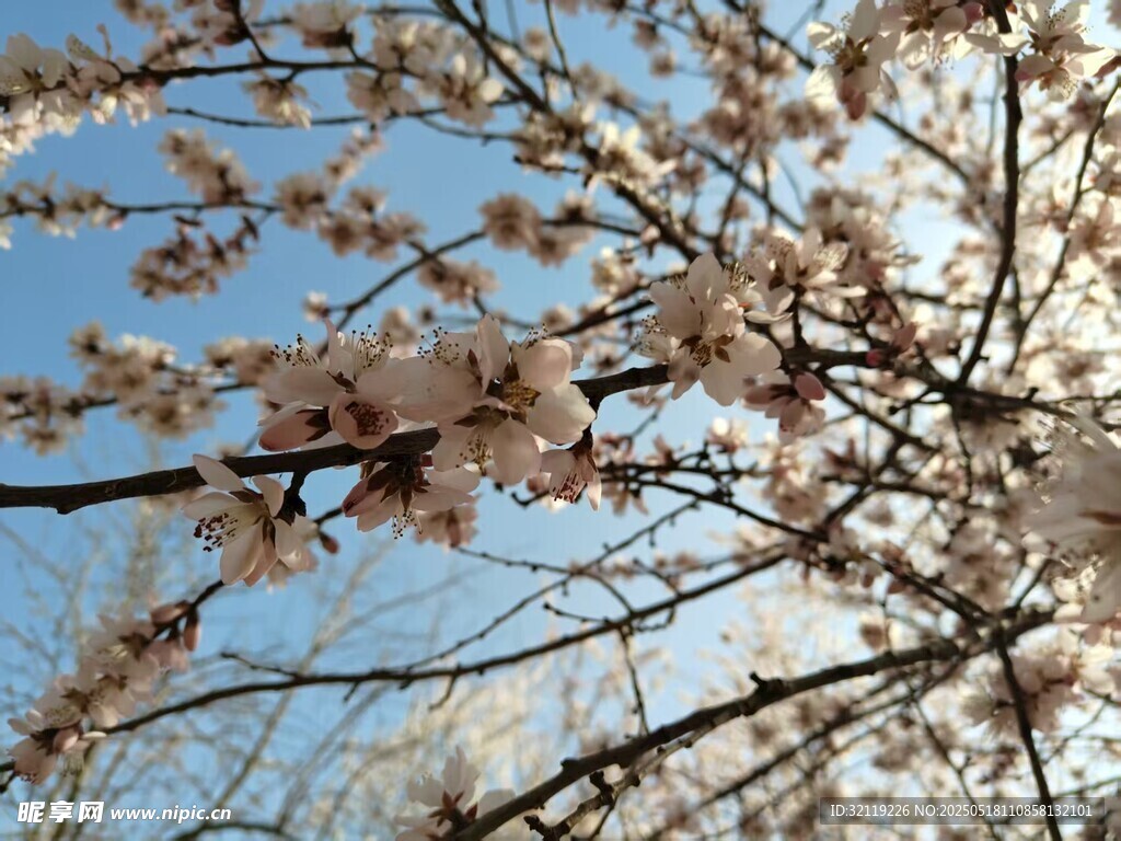 春天的桃花