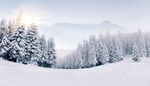 冬日雪林美景