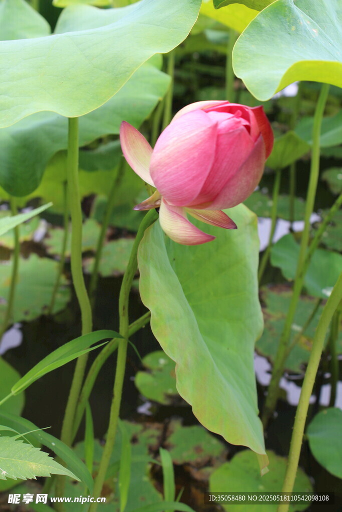 荷花