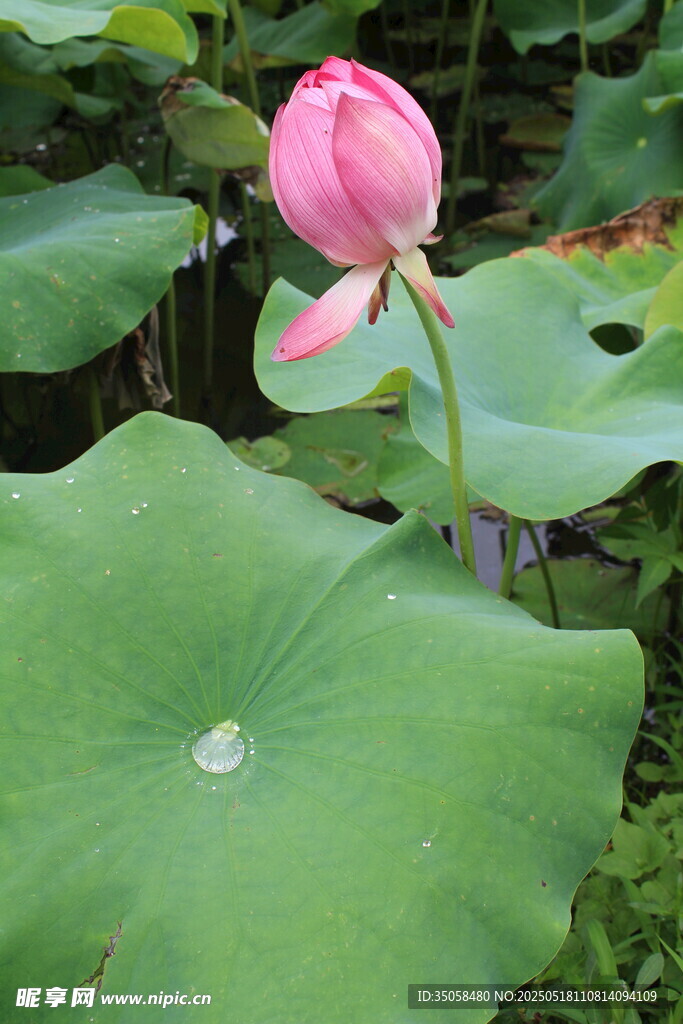 荷花
