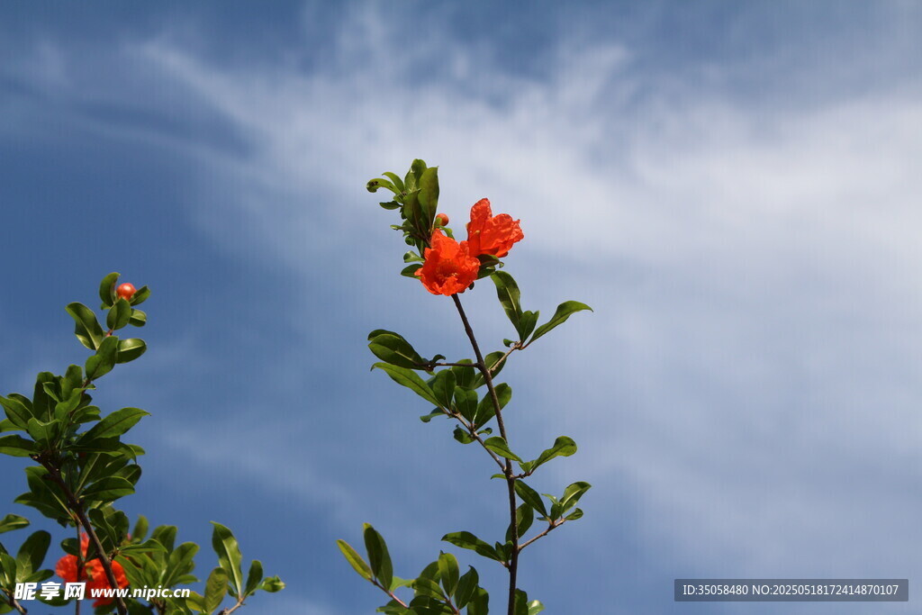 石榴花 