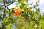 石榴花  