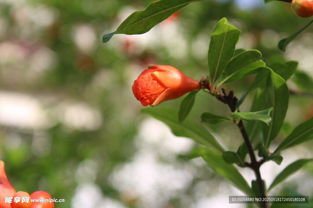 石榴花 