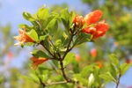 石榴花  