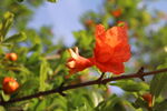 石榴花  