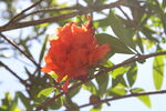 石榴花 