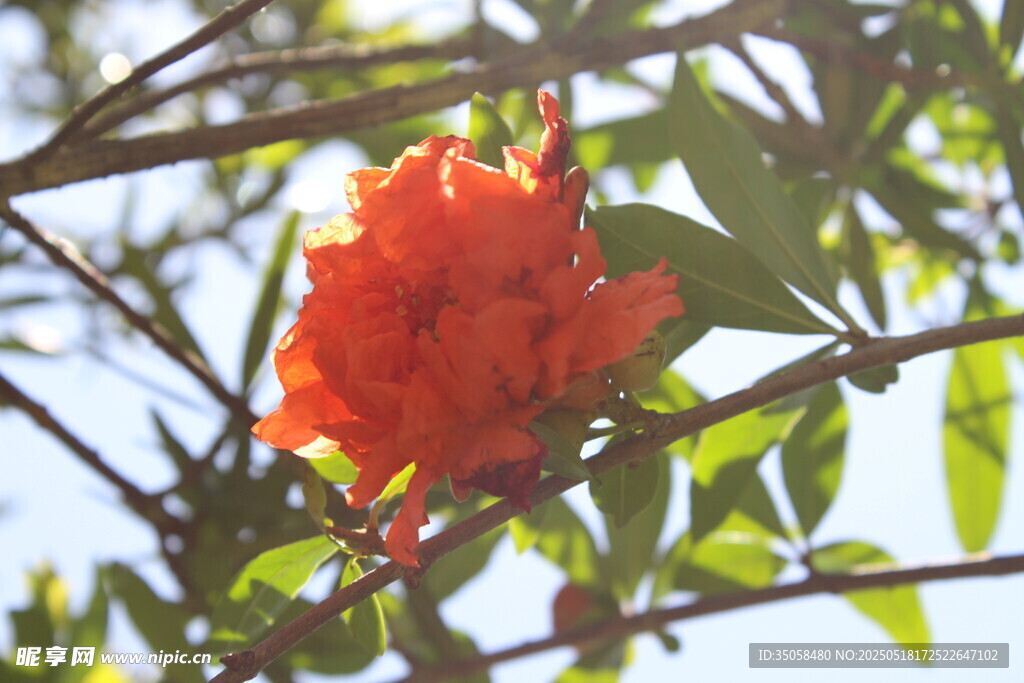 石榴花 