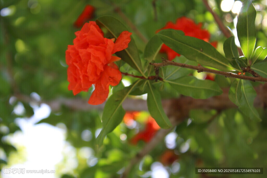 石榴花  