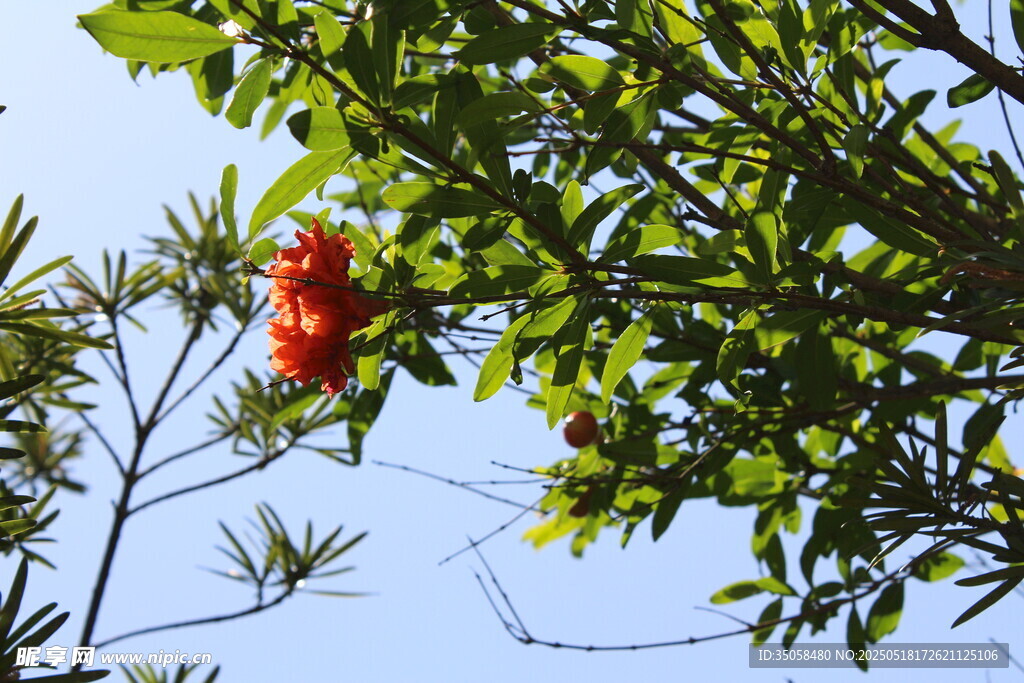石榴花 